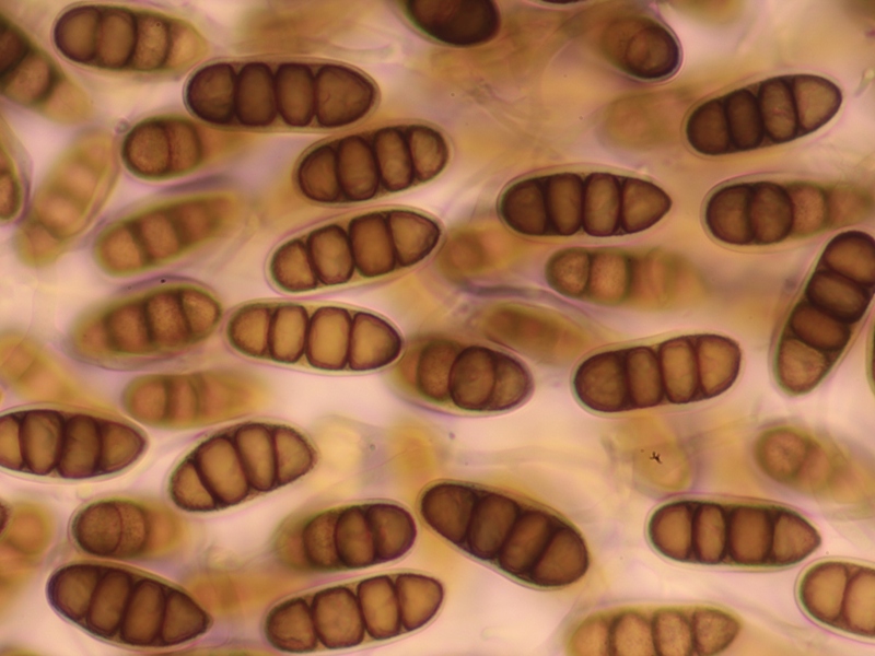 Splanchnonema platani (2).JPG