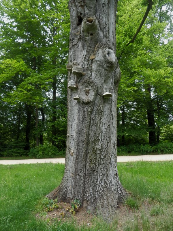 Porling unbenannt_1.0.jpg