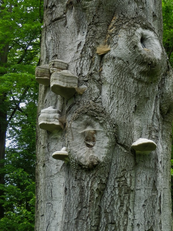 Porling unbenannt_1.1.jpg