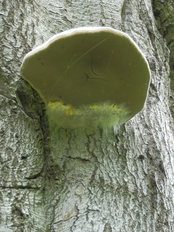 Porling unbenannt_1.2.jpg