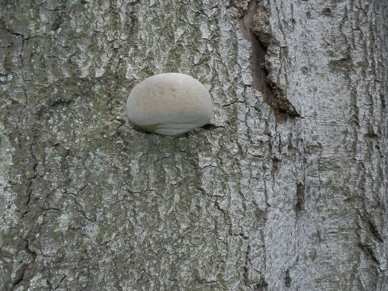 Porling unbenannt_1.3.jpg