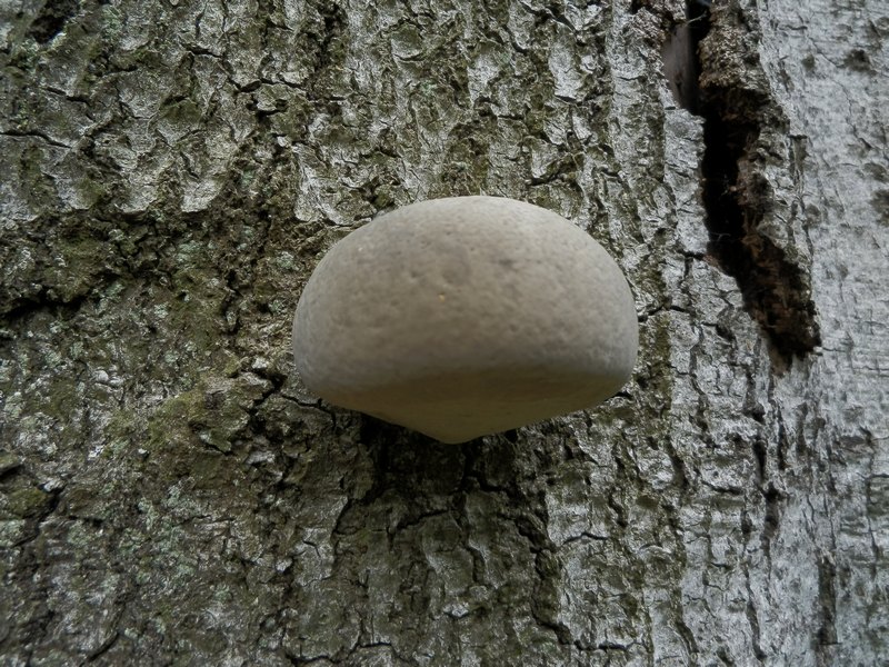 Porling unbenannt_1.4.jpg