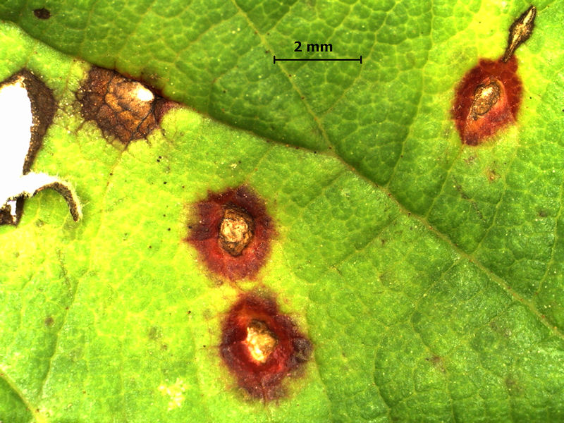 Phragmidium_violaceum_1.jpg