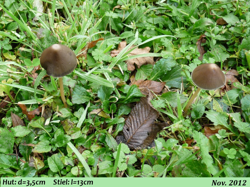 P1070110 Serie 13 Totale .JPG