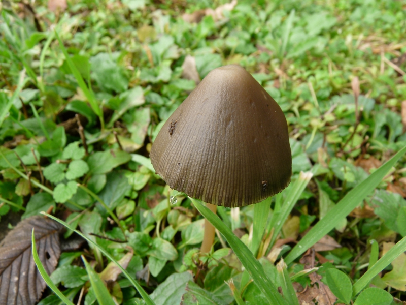 P1070119 Serie 13 Hut Nahaufnahme .JPG