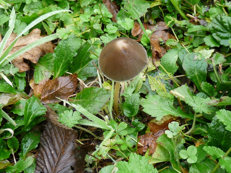 P1070125 Serie 13 Hut Nahaufnahme .JPG