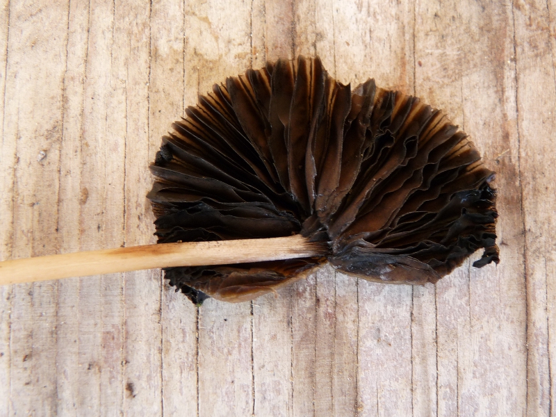 P1070134 Serie 13.JPG