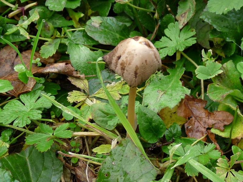 P1070163 Serie 13 .JPG