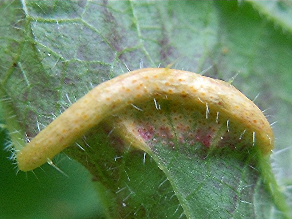 DSCN5850 Ausschnitt, Schärfe, klein.jpg