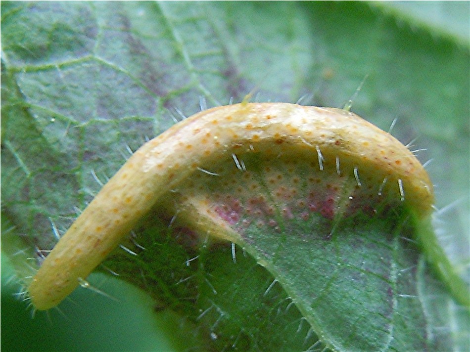 DSCN5854 Ausschnitt, Schärfe, klein.jpg