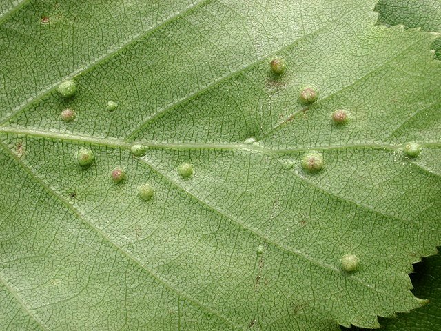 Cecidophyopsis_betulae2.jpg