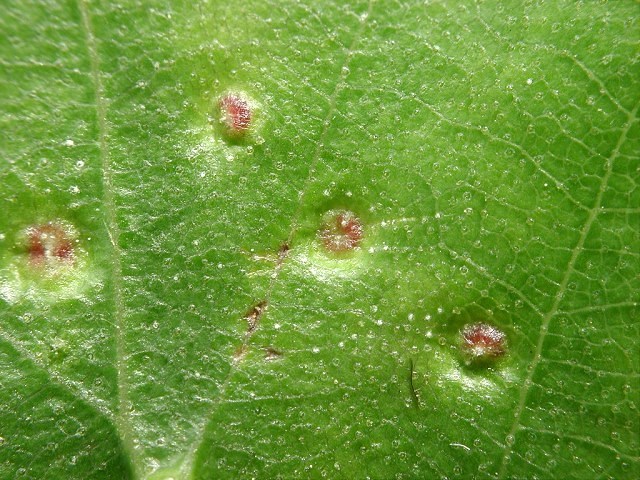 Cecidophyopsis_betulae3.jpg