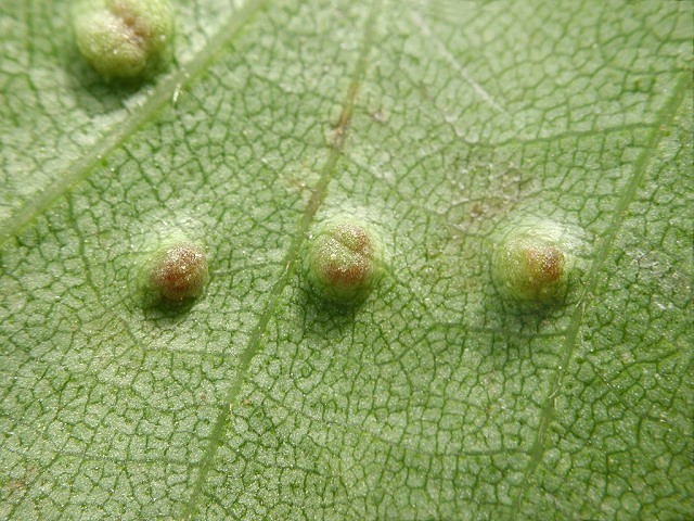Cecidophyopsis_betulae4.jpg