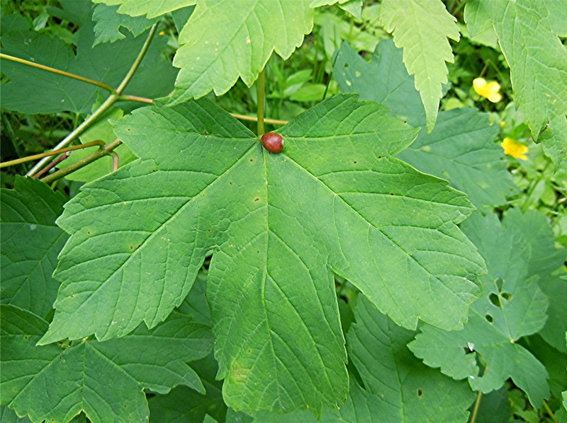 DSCN5933 Ausschnitt, Schärfe, klein.jpg