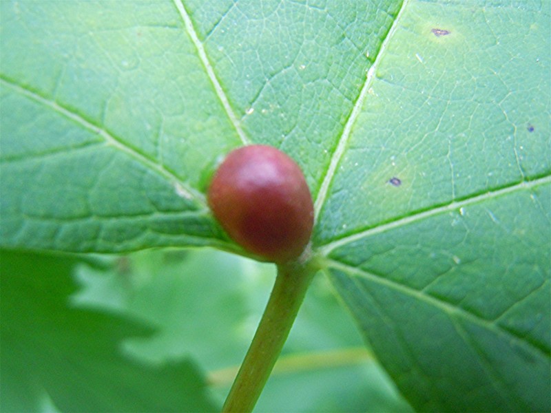 DSCN5934 Schärfe, klein.jpg