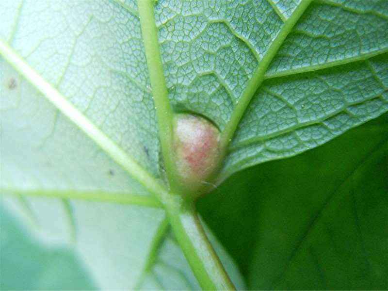 DSCN5935 Ausschnitt, Schärfe, klein.jpg