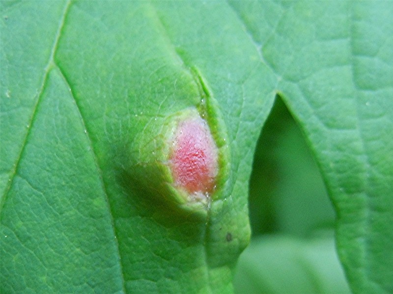 DSCN5937 Ausschnitt, Schärfe, klein.jpg