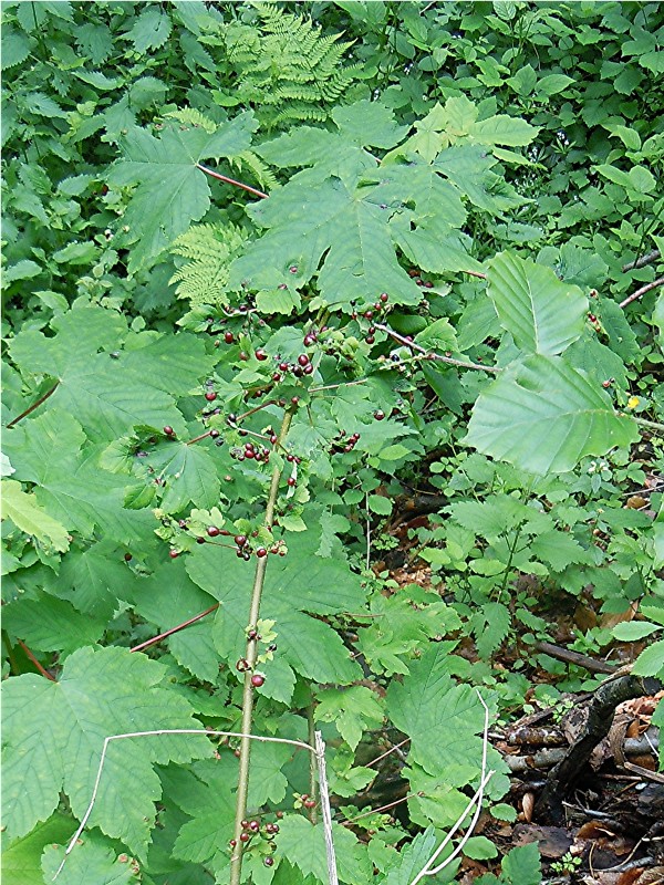 DSCN5950 Ausschnitt, Schärfe, klein.jpg