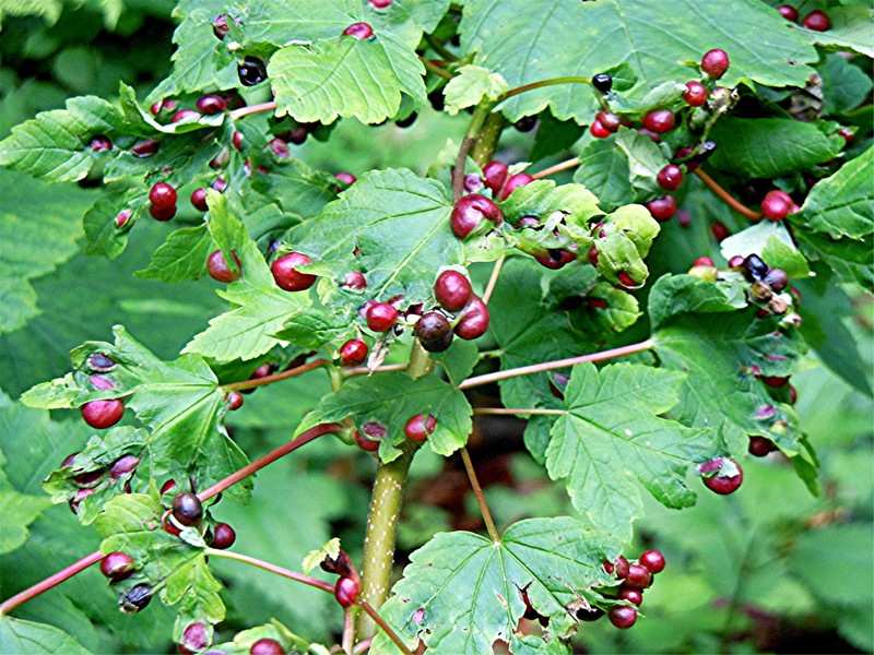 DSCN5952 Ausschnitt, Kontrast, Schärfe, klein.jpg