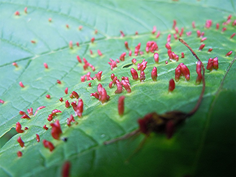 DSCN5990 Schärfe, klein.jpg