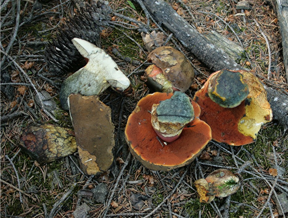 Boletus_erythro_08_Dbw.JPG