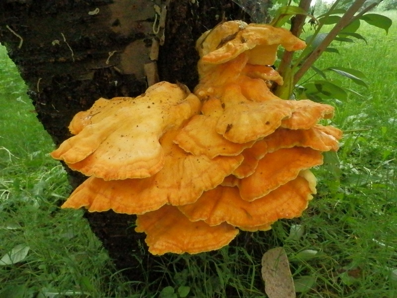 Laetiporus sulfureus_1.0.jpg