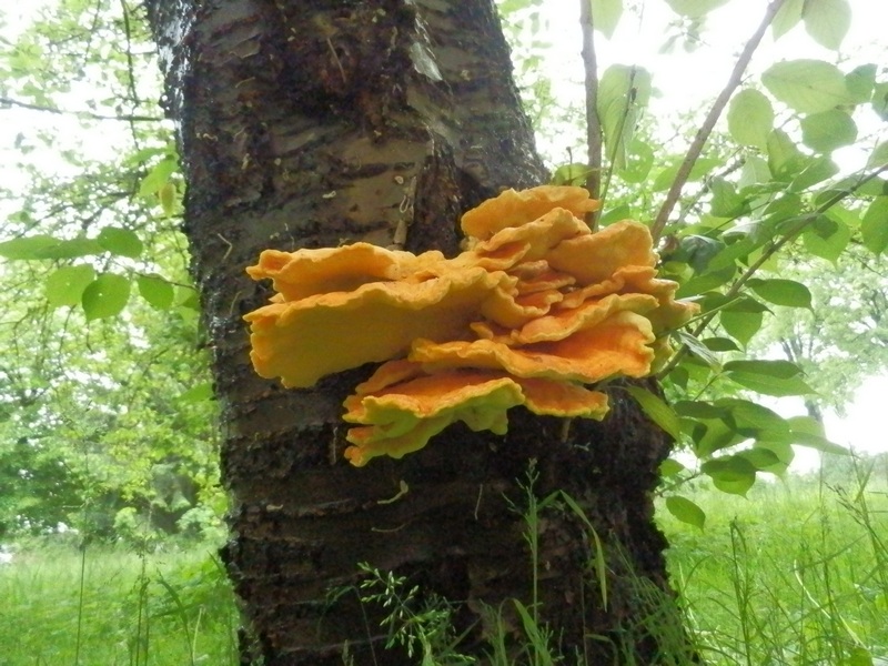 Laetiporus sulfureus_1.2.jpg