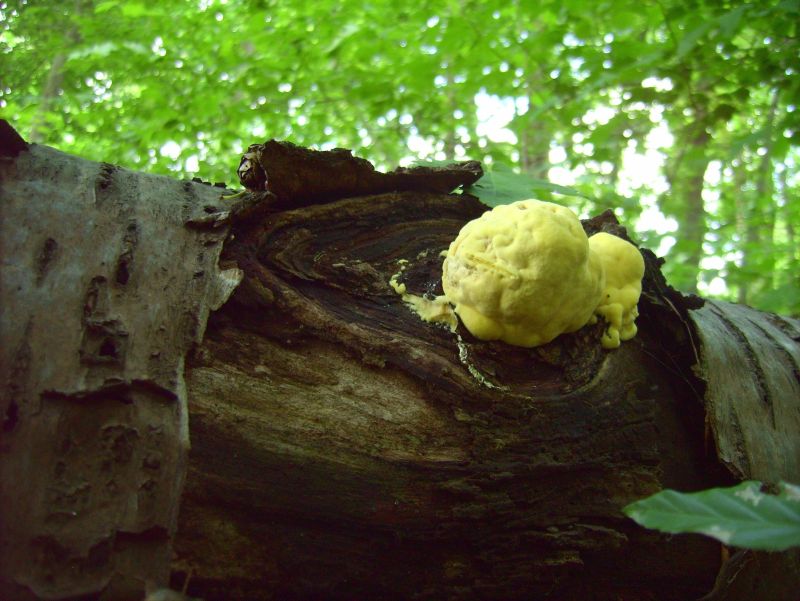 Schwefelporling 2 Tage alt.jpg