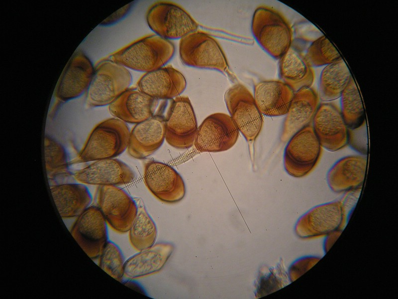 1000er Berchtes (5).jpg