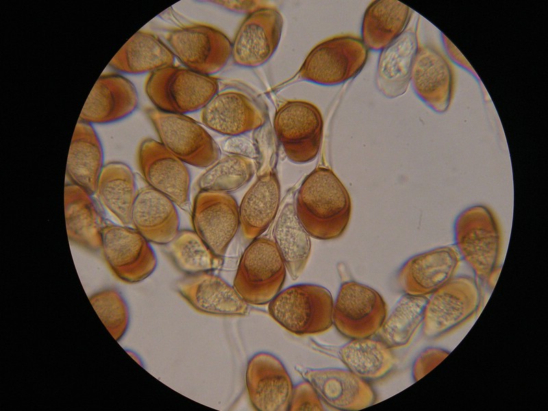 1000er Berchtes (16).jpg