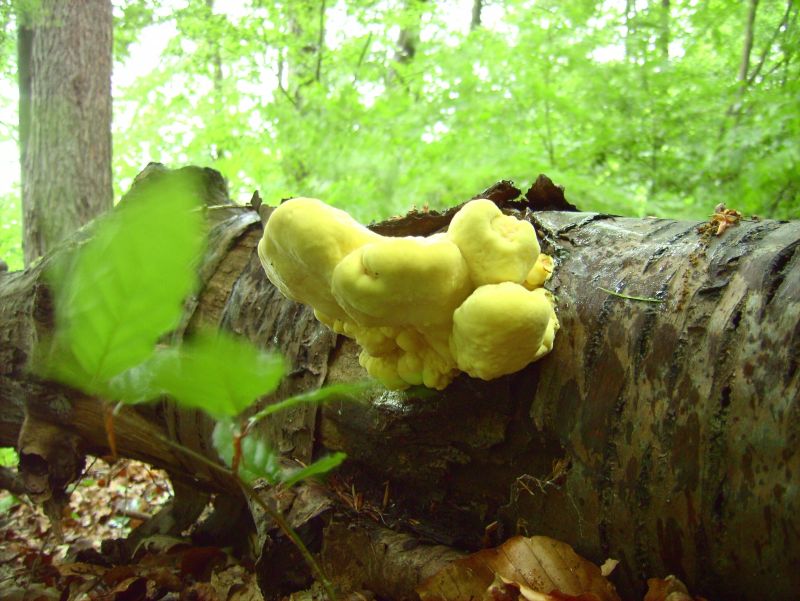 Schwefelporling 3 Tag später.jpg