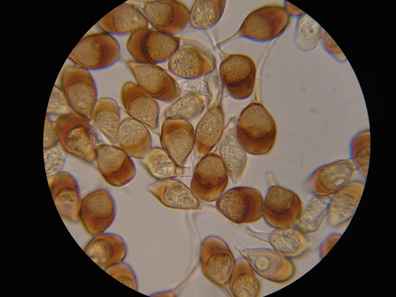 1000er Berchtes (21).jpg