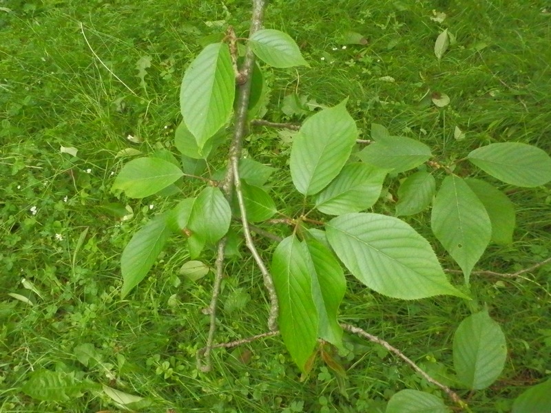 Süßkirsche sp..JPG