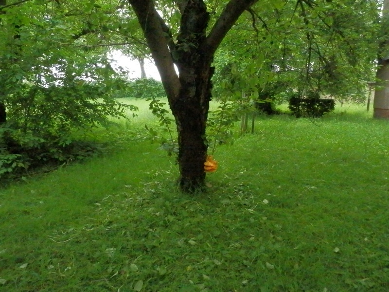 Laetiporus sulfureus_1.5.jpg