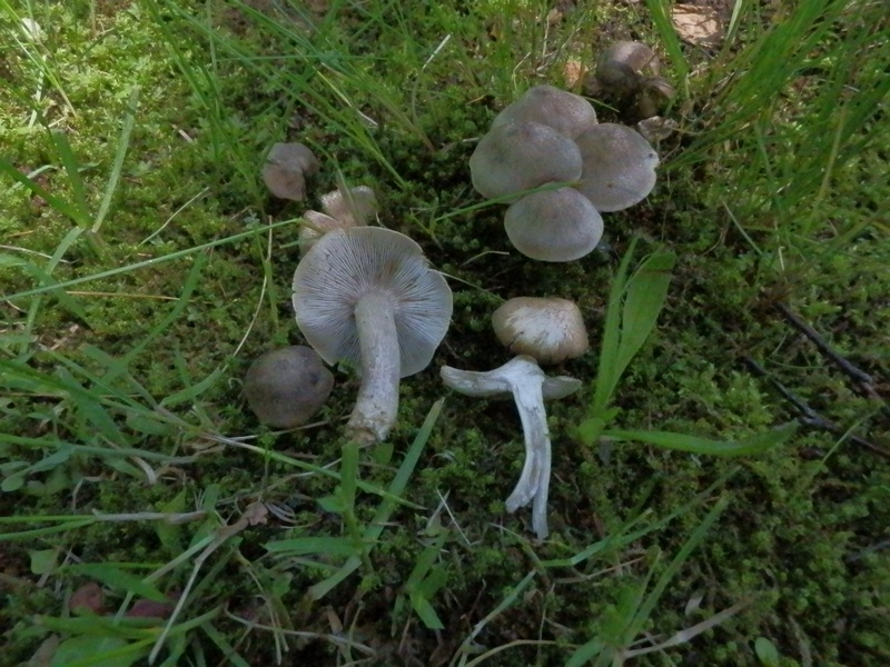 Tricholoma terreum_1.0.jpg