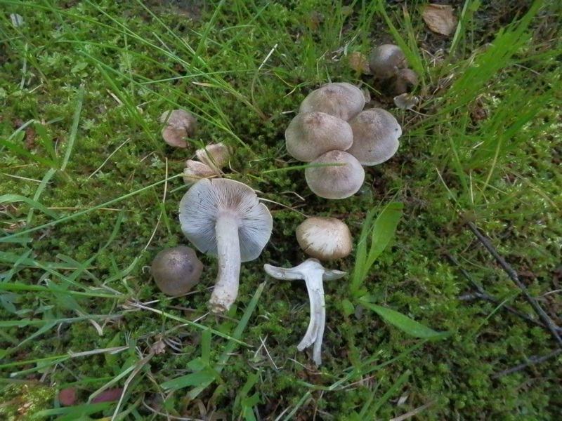 Tricholoma terreum_1.1.jpg