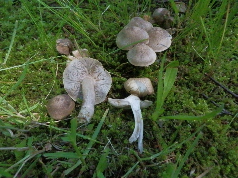 Tricholoma terreum_1.2.jpg