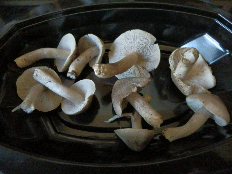 Tricholoma terreum_1.3.jpg