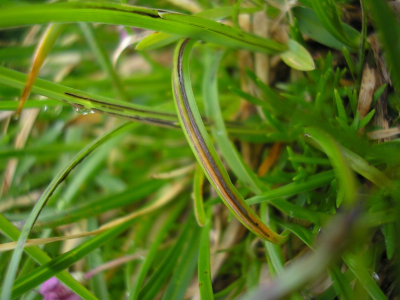 EichstätterWeg (2).jpg