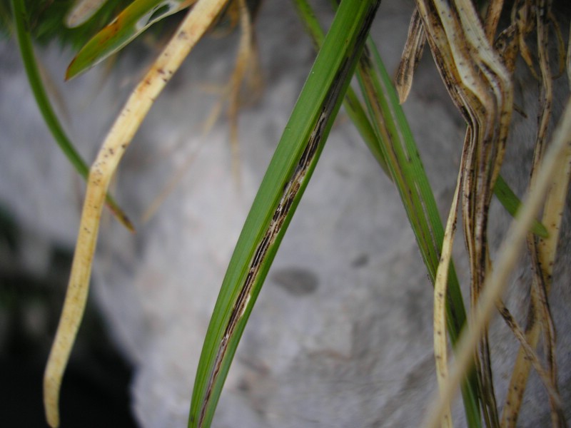 EichstätterWeg (4).jpg