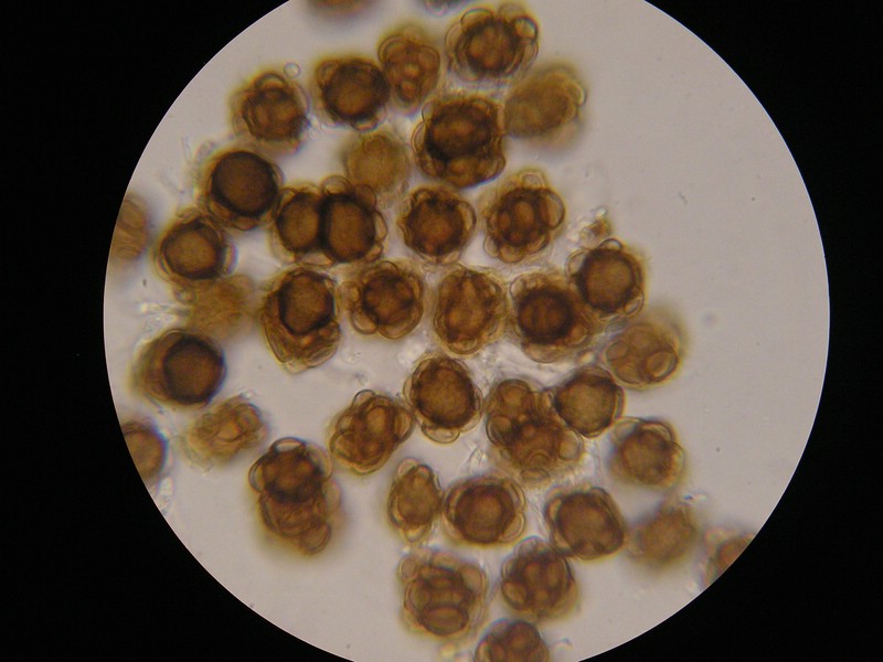 1000er Berchtes (9).jpg