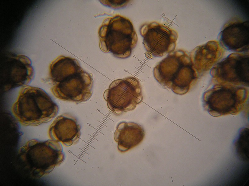 1000er Berchtes (4).jpg