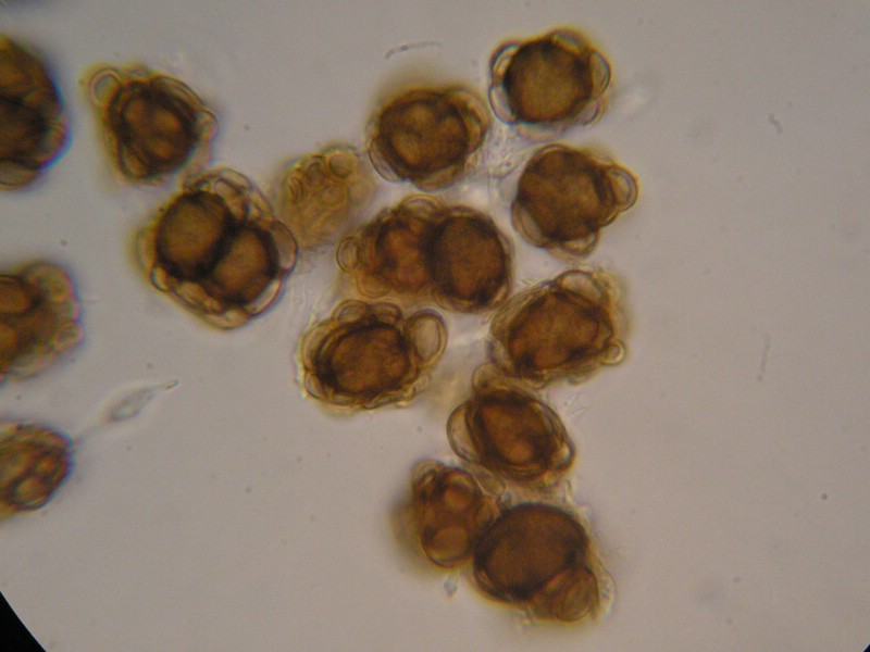 1000er Berchtes (8).jpg