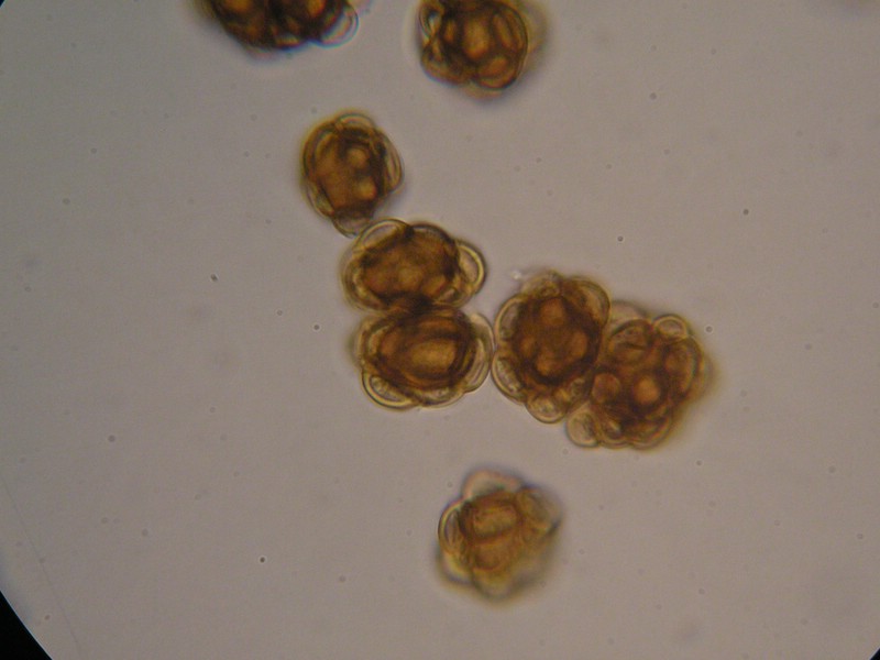 1000er Eichstätter (1).jpg