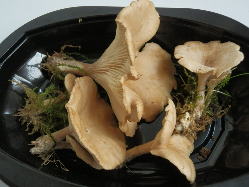 Clitocybe gibba_1.0.jpg