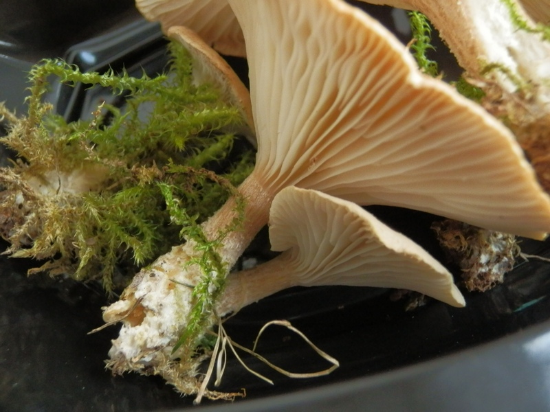 Clitocybe gibba_1.1.jpg