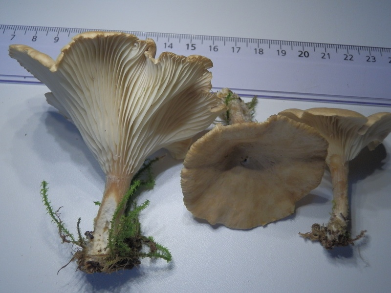 Clitocybe gibba_1.2.JPG
