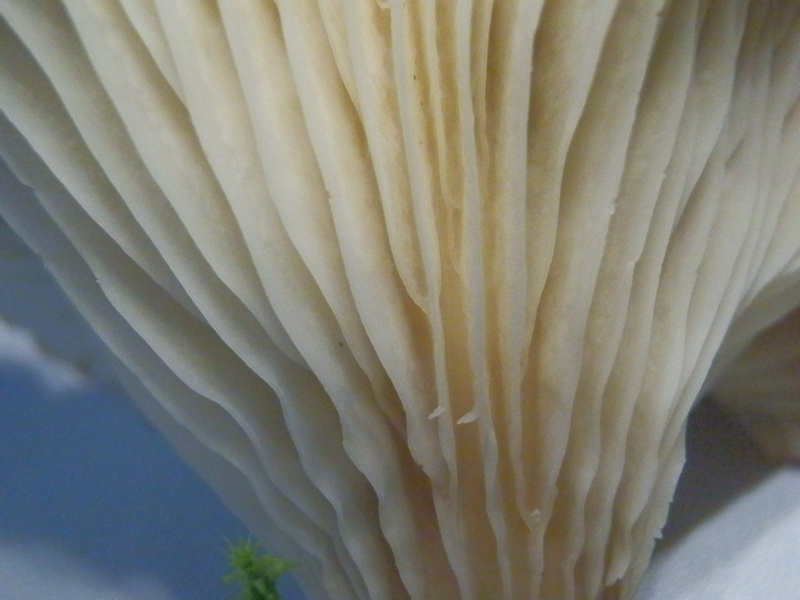 Clitocybe gibba_1.3.JPG