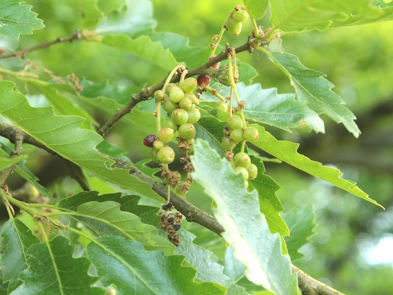 Andriscus grossulariae (2).JPG