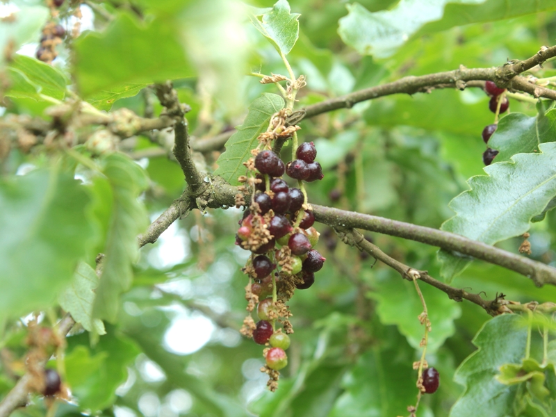 Andriscus grossulariae.JPG